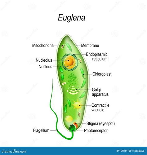  Euglena: Esiintyvinä Planktonin Pikkuväkeinä ja Auringonvaloa Rakastavina Mikro-Uimari