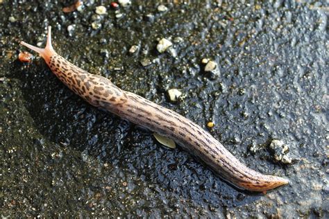  Limax maximus - Onko tämä limainen metsäasukki oikeasti kotikissa?