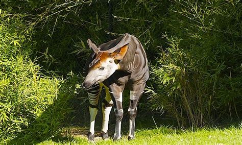  Okapi – A Miniature Giraffe with Stripes Like No Other!