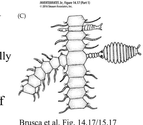  Polychaetaa! Paljasjalkaiset Pohjan Kätkijä on Merellisessä Mysterrissä!