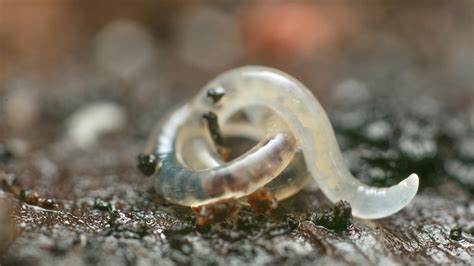  Enchytraeidae: Yksikköjä täynnä maan alla elävät pikkupistoriiat!