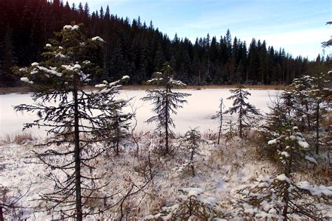 Jahdaväliamböä - Yksi solueläimistä jonka evoluutiota voi kutsua lähes täydelliseksi!