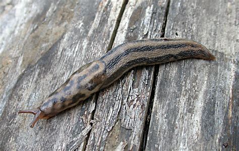  Limax maximus - Onko tämä limainen metsäasukki oikeasti kotikissa?