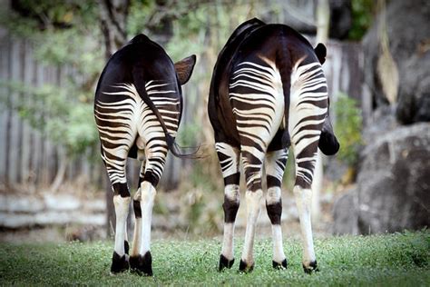  Okapi – A Miniature Giraffe with Stripes Like No Other!