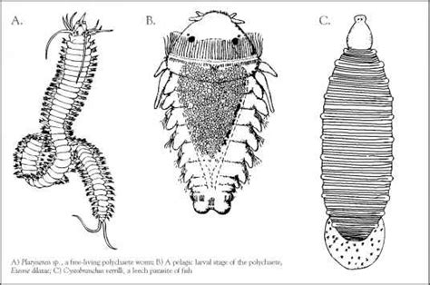  Polychaetaa! Paljasjalkaiset Pohjan Kätkijä on Merellisessä Mysterrissä!