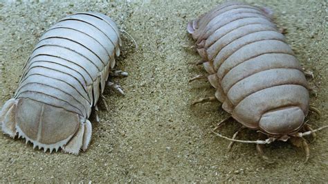  Roly-poly! A Delightful Multi-Legged Creature That Crawls Like a Living Train