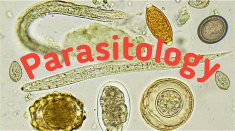  Valgamat – Parasitääri, joka luo kiemuraisia teitä elimistösi sisällä!