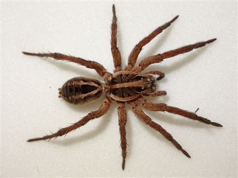  Wolf Spider:  A Masterful Hunter With Eight Legs That Sneaks and Pounces in the Night!