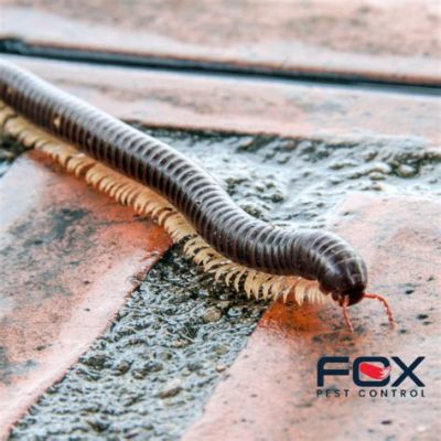  Woolly Millipede: Have You Ever Seen a Slow-Moving Carpet Crawling Across Your Garden Path?