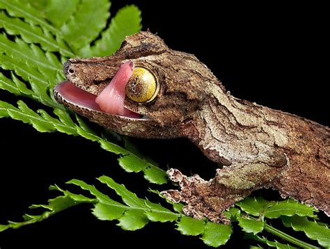  Zambezian Platyciprinis! A Master of Camouflage and Nocturnal Adventures