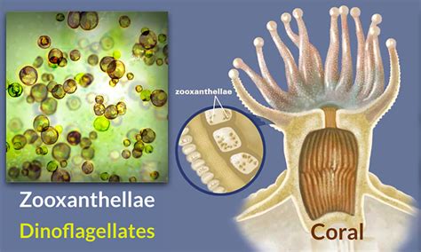  Zooxanthella - Tunnetko upean symbioosin koralleista ja mikroskooppisista levistä?