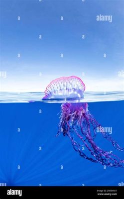  Portuguese Man o’ War: A Mysterious Floater That Combines Delicate Tentacles with Deadly Venom!