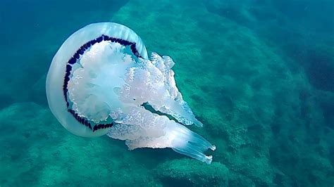  Rhizostoma pulmo: Eläinmaailman erikoisin medusan näyte ja bioluminesenssin ihmeellinen salaisuus!