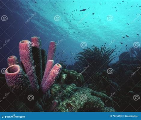  Siphonodictya! This Curious Sponge Thrives on the Ocean Floor and Filters Tiny Food Particles From Surrounding Waters