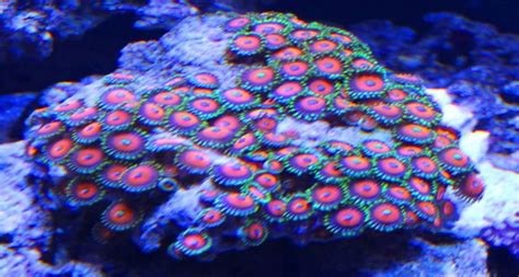 Zoanthid:  A Burst of Color in Your Coral Reef Aquarium, Unveiling the Secrets of Their Symbiotic Symphony!